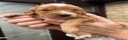 Cockapoo dogs for sale: F2 Cockapoo pups in Burnley - Advert 1