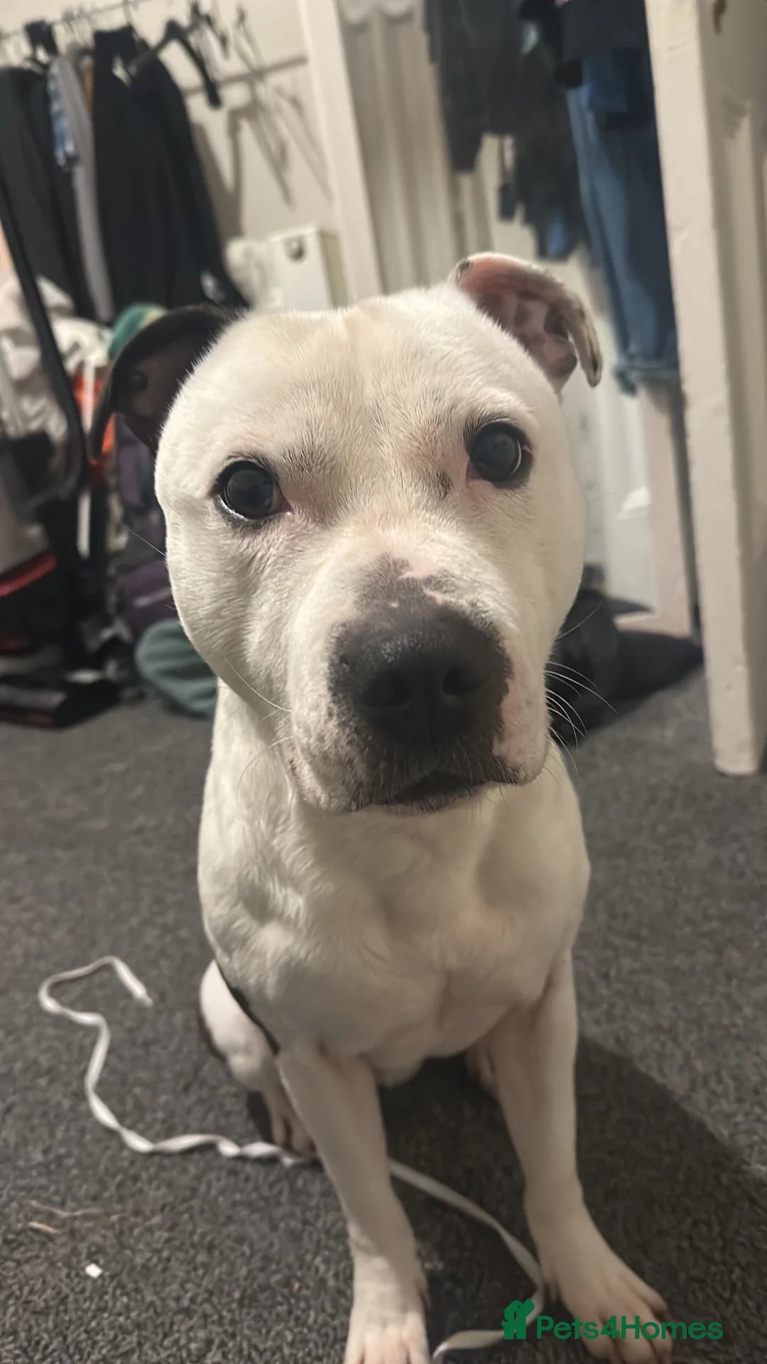 Staffordshire Bull Terrier dogs for sale: Staffy male for sale  - Advert 8