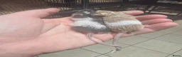Mouse rodents for sale: Baby mice, well handled texal and fancy - Advert 2
