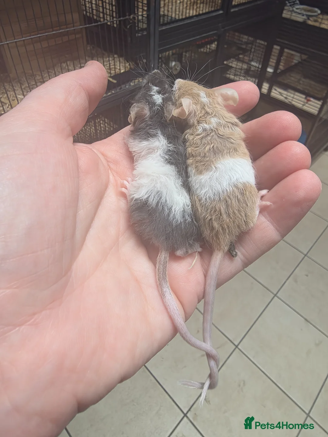 Mouse rodents for sale: Baby mice, well handled texal and fancy - Advert 2