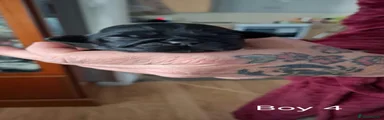 Shih Tzu 5