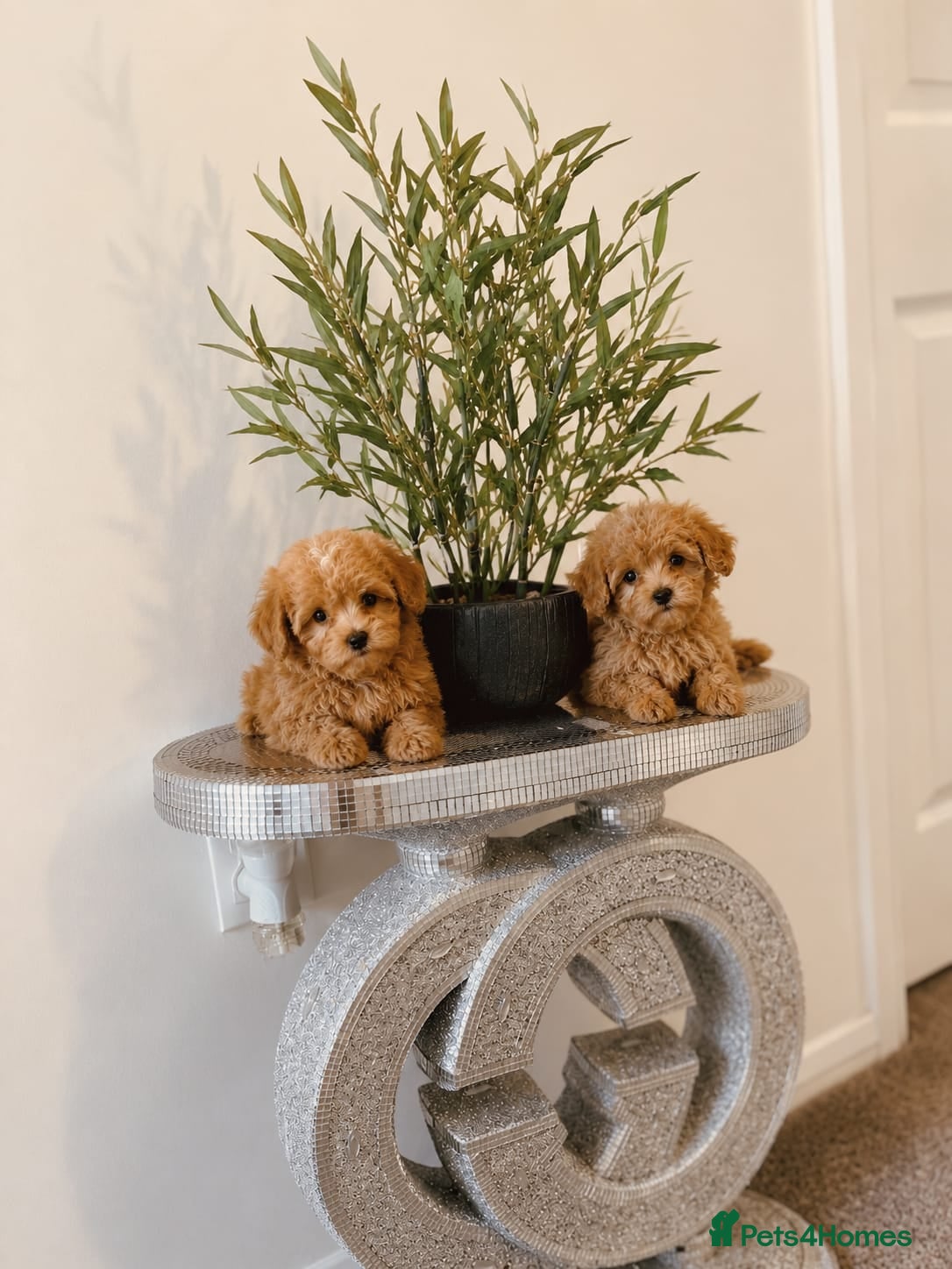 Maltipoo dogs for sale: 🔥Extra Tiny Asian maltipoos  🔥READY TO GO🔥  - Advert 9