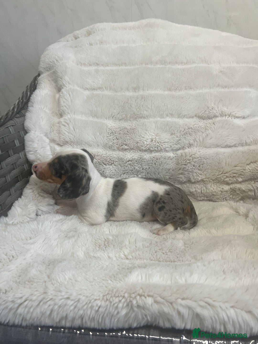Dachshund dogs for sale: Adorable dachshund puppies ready for loving homes - Image 4