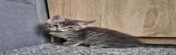 Mixed Breed cats for sale: Gorgeus kittens fir sale . - Advert 4