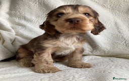 Cocker Spaniel dogs for sale: Show Cocker Pups - ask about our next litter - Image 2