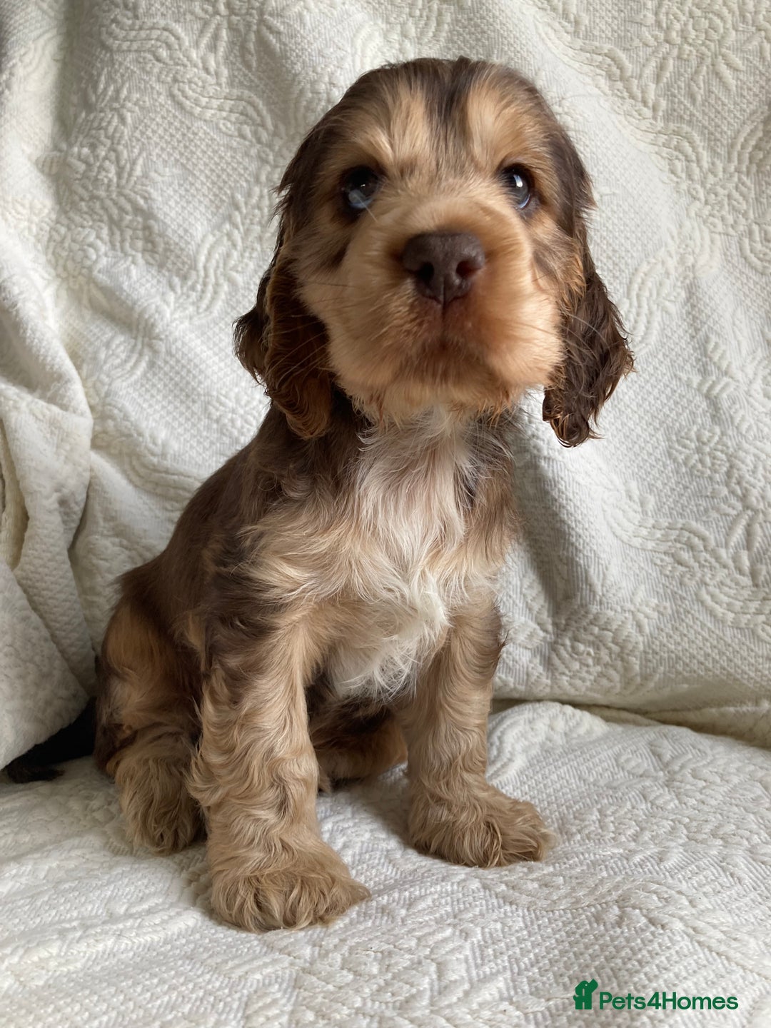 Cocker Spaniel dogs for sale: Show Cocker Pups - ask about our next litter - Image 2