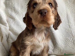 Cocker Spaniel dogs - Advert 30