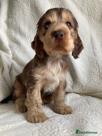 Cocker Spaniel dogs - Advert 10