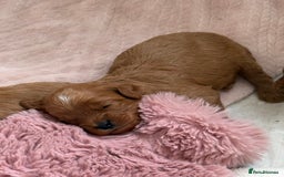 Cavapoo dogs for sale: Premium F1B Toy Red Cavapoo - 2 LEFT - Image 12