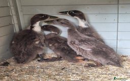 Ducks poultry for sale: Indian runner ducklings/pikin bantam's - Image 2