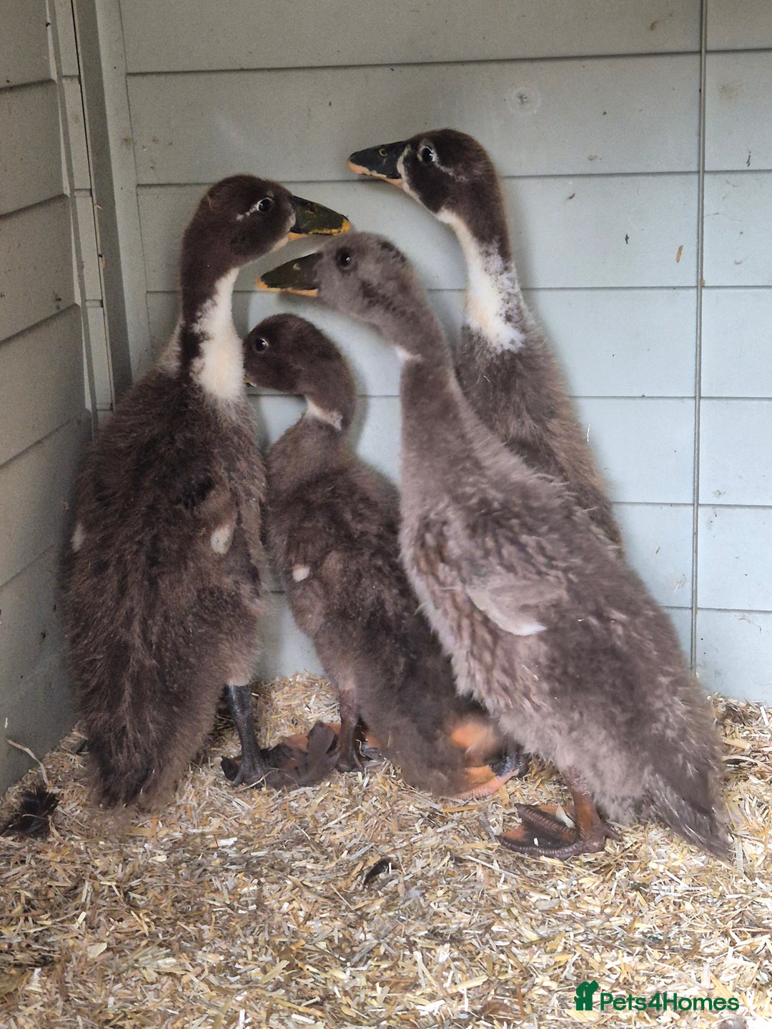 Ducks poultry for sale: Indian runner ducklings/pikin bantam's - Image 2