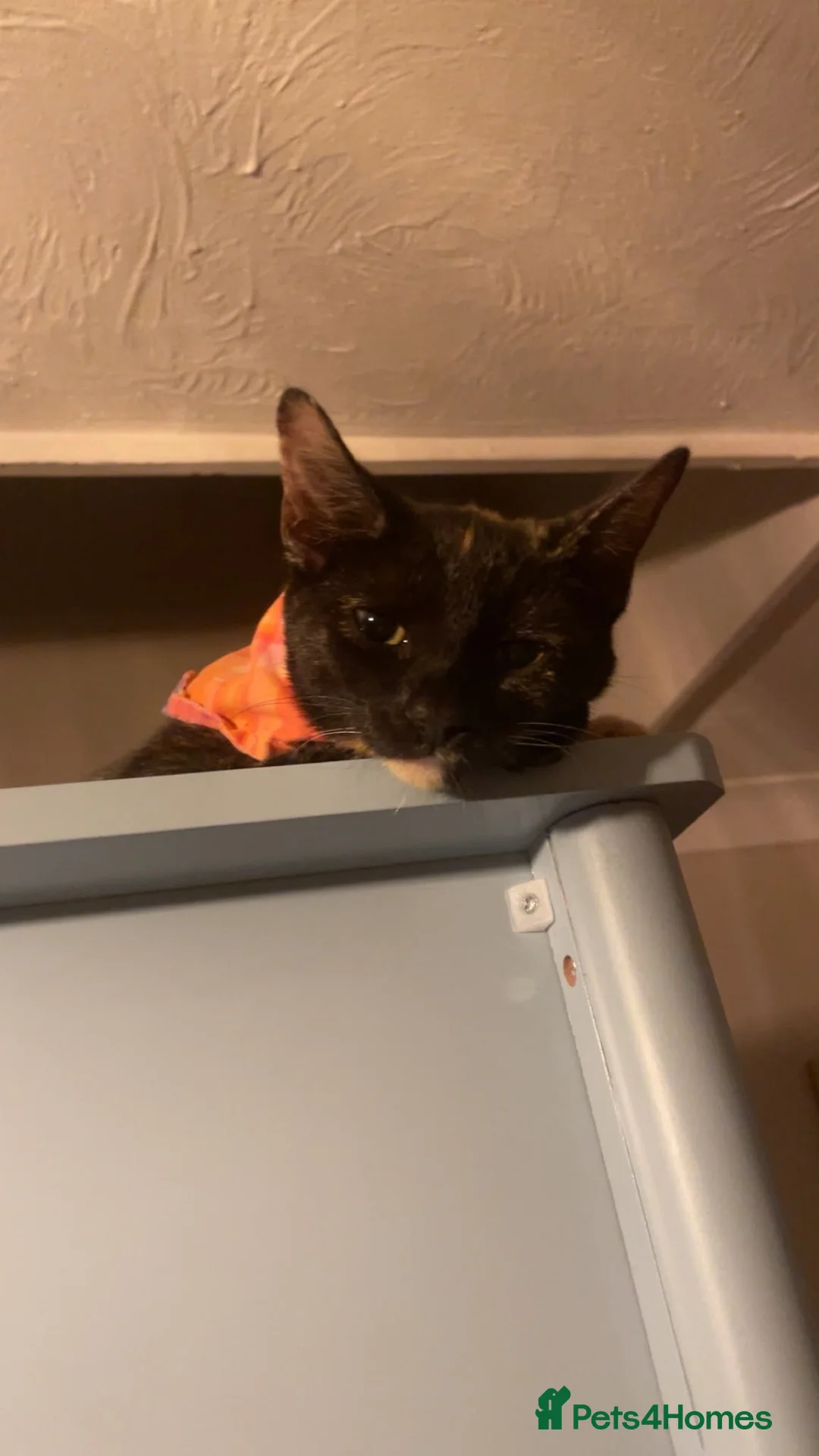 Mixed Breed cats for sale: Female tortoiseshell&bengal mix kitten - Advert 1