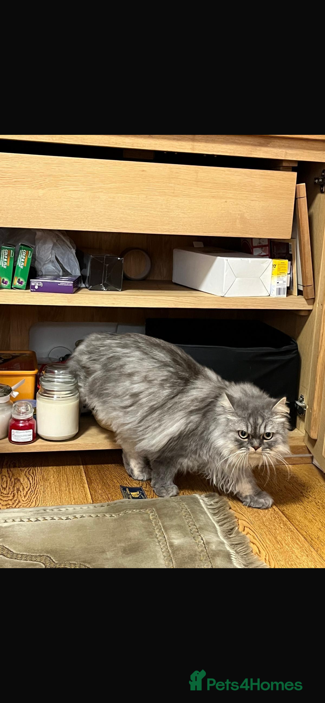 Persian cats for sale: Persian male  - Image 3