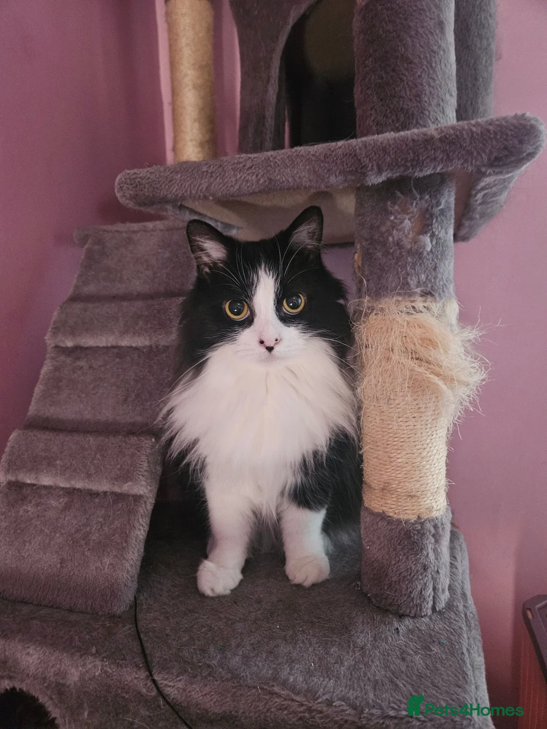 Mixed Breed cats for sale: Loving home required  in Kenilworth - Advert 10