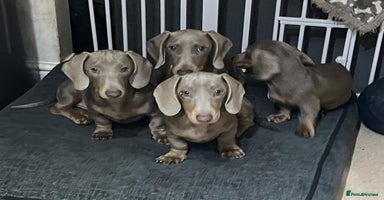 Dachshund dogs 🏡🐾 Isabella Dachshund Puppies - Ready Now 🐾🏡 - Advert 12