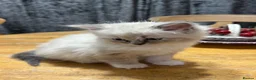 Ragdoll cats for sale: 6 adorable pure-ragdoll Kittens for sale in Walton-on-Thames - Advert 36