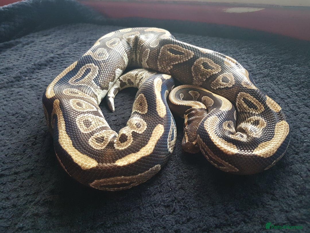 Python Snake reptiles for sale: Mojave Ball Python + Enclosure - Image 1