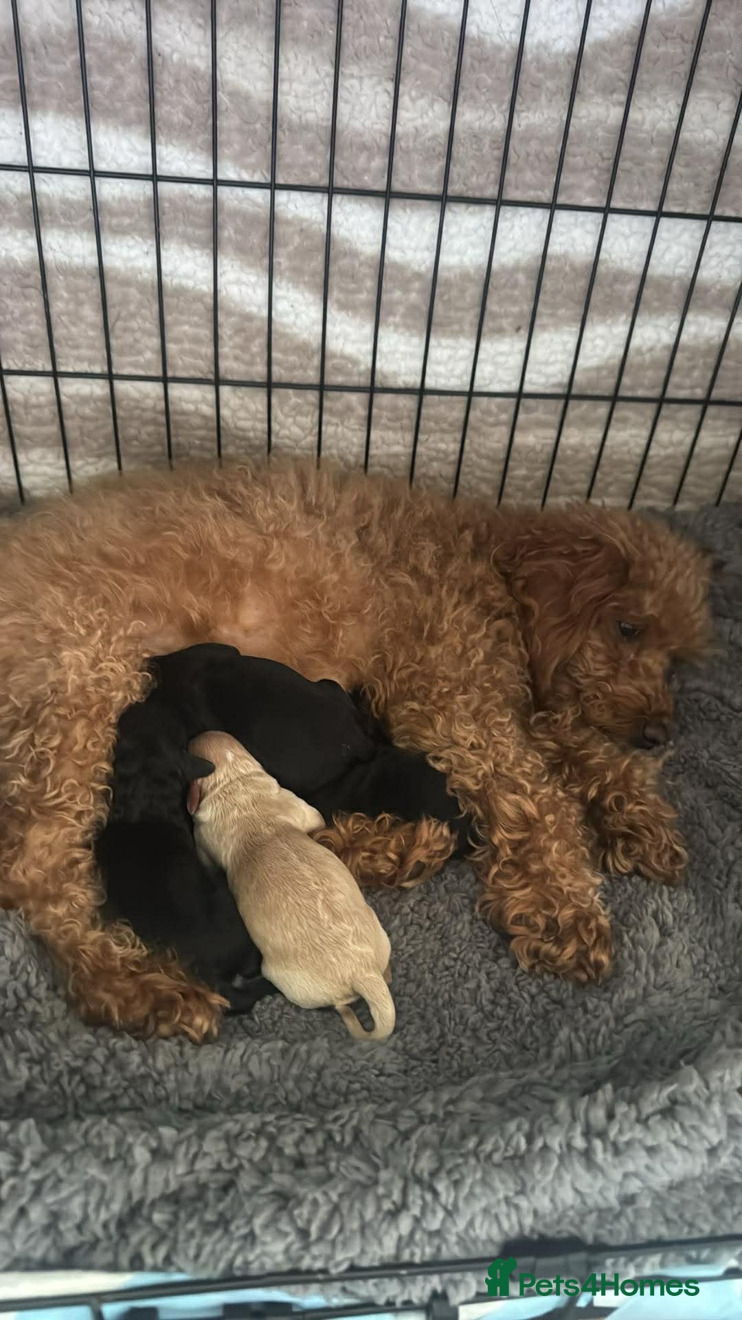 Cockapoo dogs 4 cockapoos for sale - Advert 1