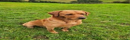 Labrador Retriever dogs for stud: AT STUD Fox Red Labrador | 0/0 Hips in Kirriemuir - Advert 6