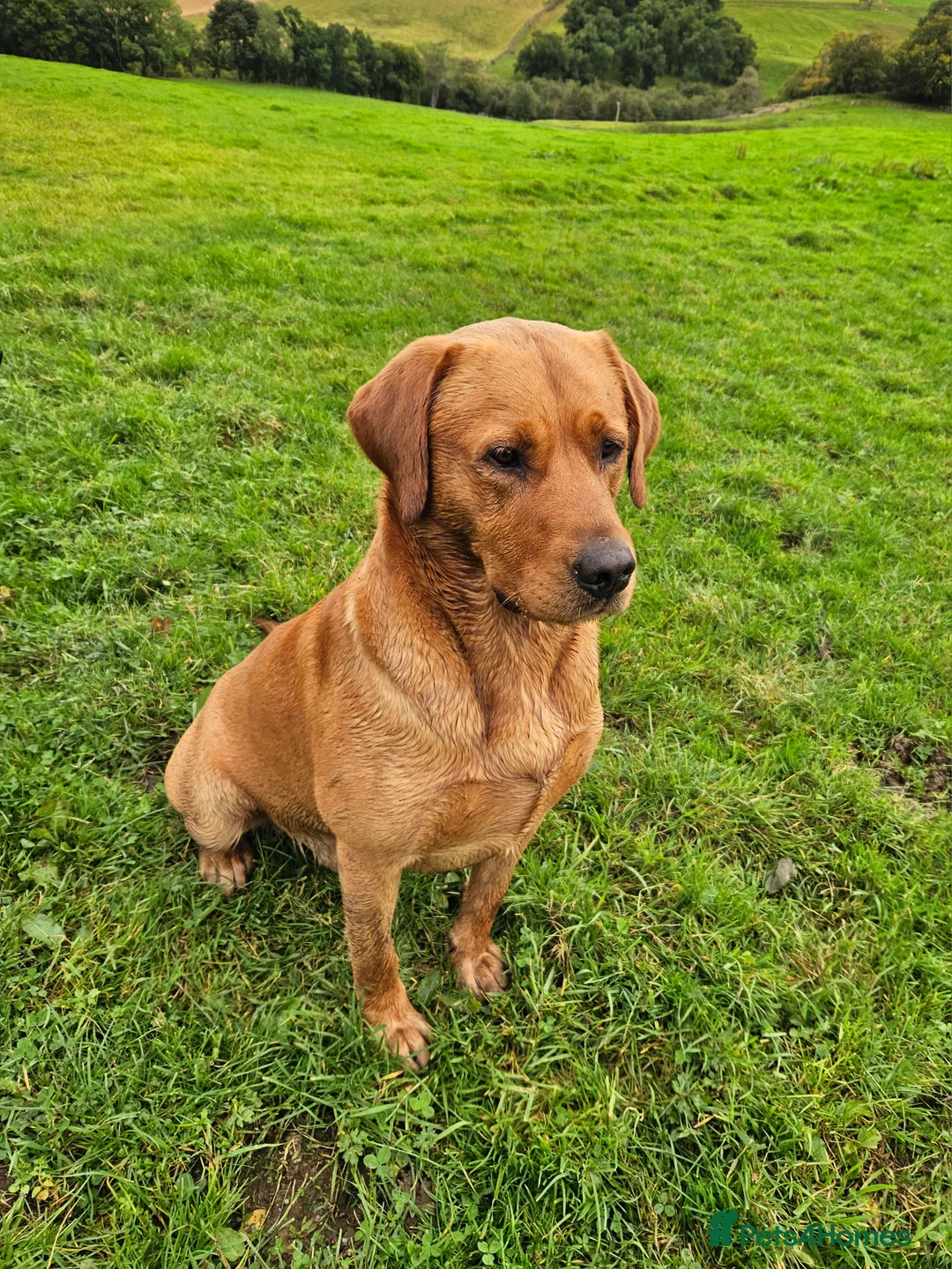 Labrador Retriever dogs for stud: AT STUD Fox Red Labrador | 0/0 Hips in Kirriemuir - Advert 6