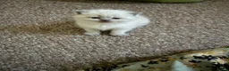 Scottish Fold cats for sale: 5 Beautiful Scottish Fold & straight Kittens - Advert 14