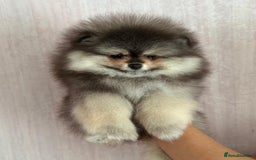 Pomeranian dogs for sale: Luxurious Tiny Pomeranian Puppies - Image 5
