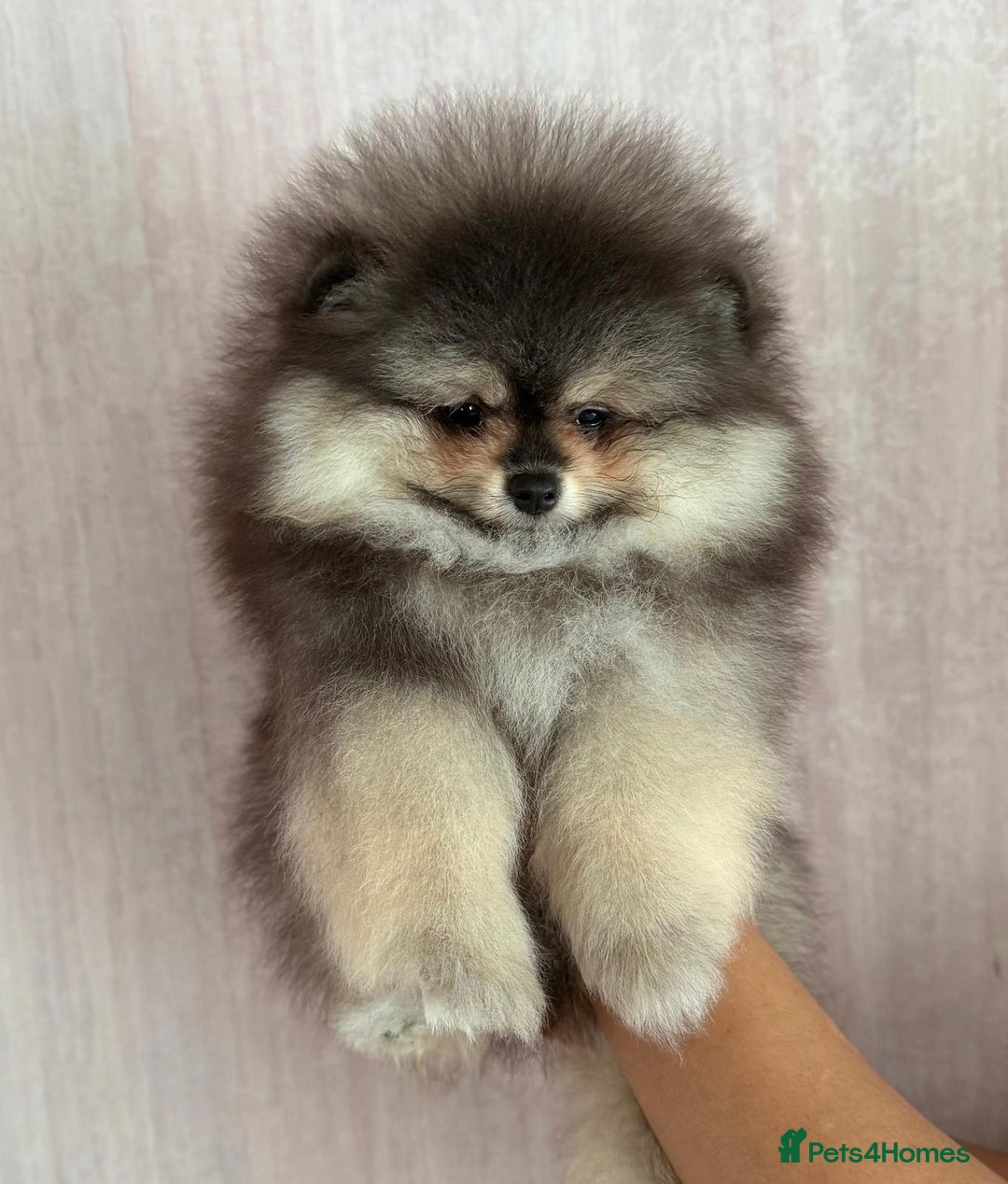 Pomeranian dogs for sale: Luxurious Tiny Pomeranian Puppies - Image 5