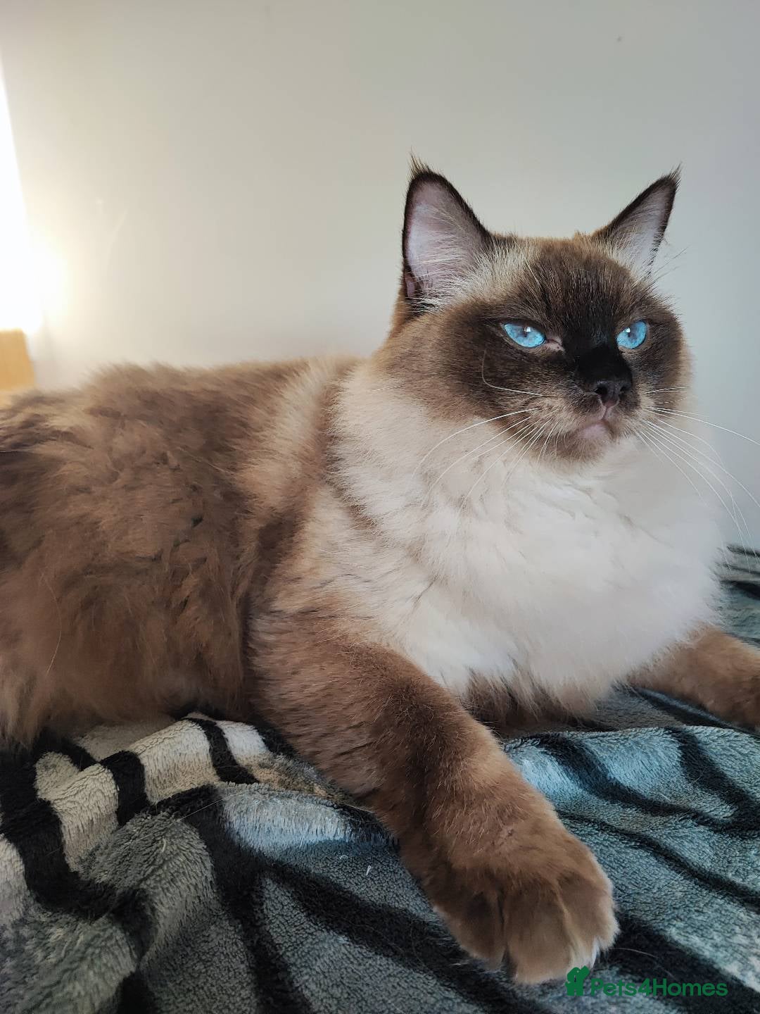 Ragdoll cats for sale: Pedigree ragdoll - Image 5