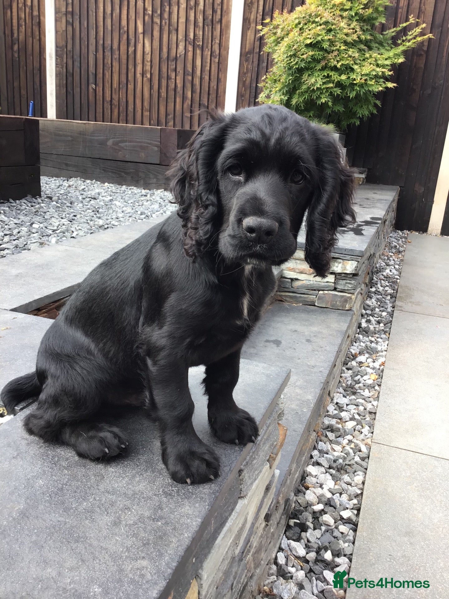 Cocker Spaniel dogs COCKER SPANIEL PUPPY.  - Advert 16