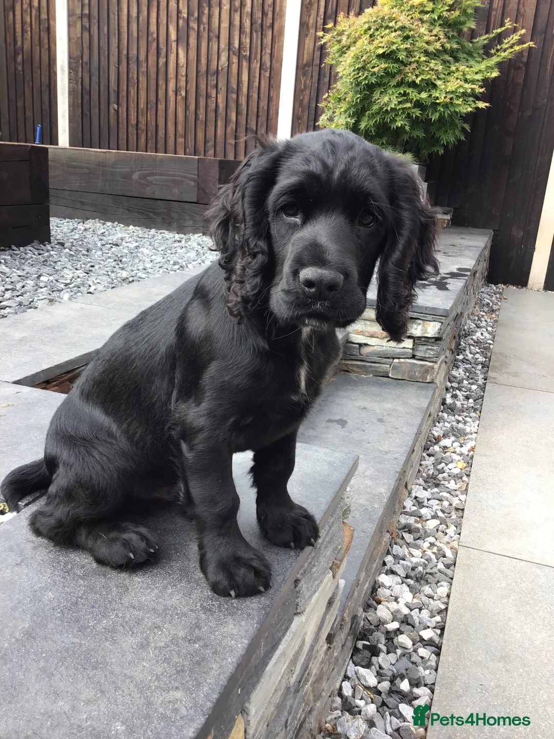 Cocker Spaniel dogs for sale: COCKER SPANIEL PUPPY.  - Advert 1