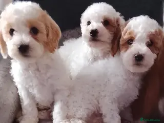 Cavapoo dogs Cavapoo Puppies. - Advert 10