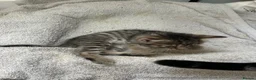 Mixed Breed cats for sale: Mixed Breed Tabby Shorthair Kittens in Sheffield - Advert 19