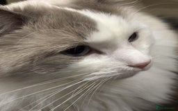Ragdoll cats for sale: Beautiful Ragdoll cat looking for a warm home - Image 7