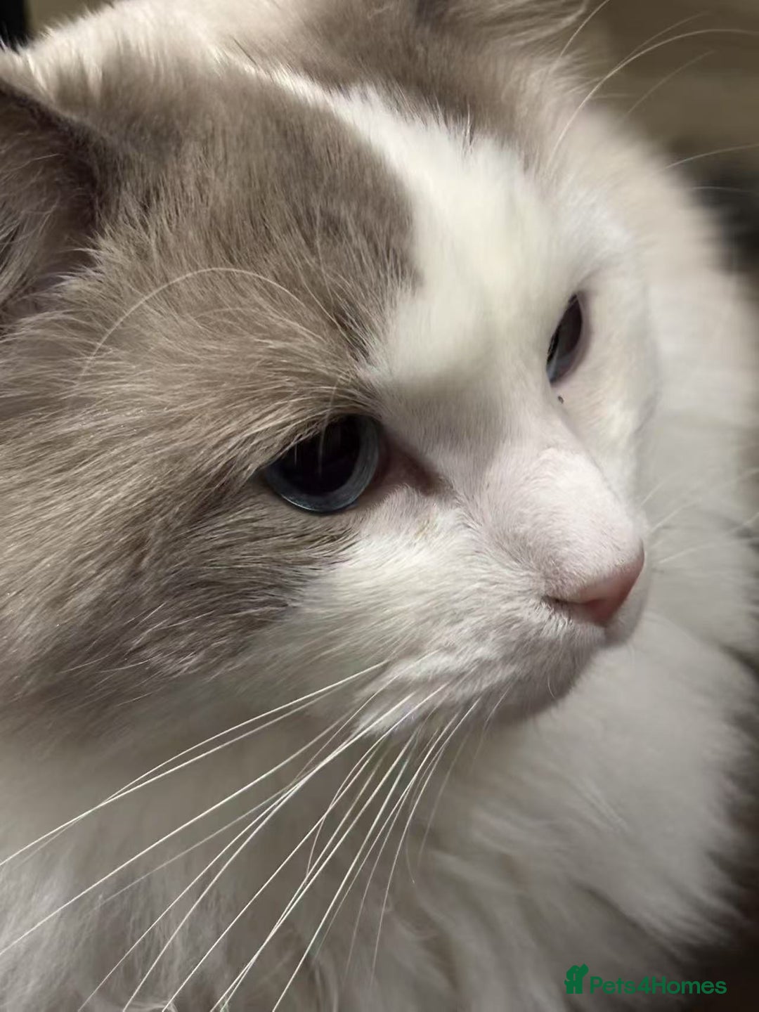Ragdoll cats for sale: Beautiful Ragdoll cat looking for a warm home - Image 7