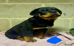 Rottweiler dogs for sale: 3 male Rottweiler pups ready to leave.  - Image 6