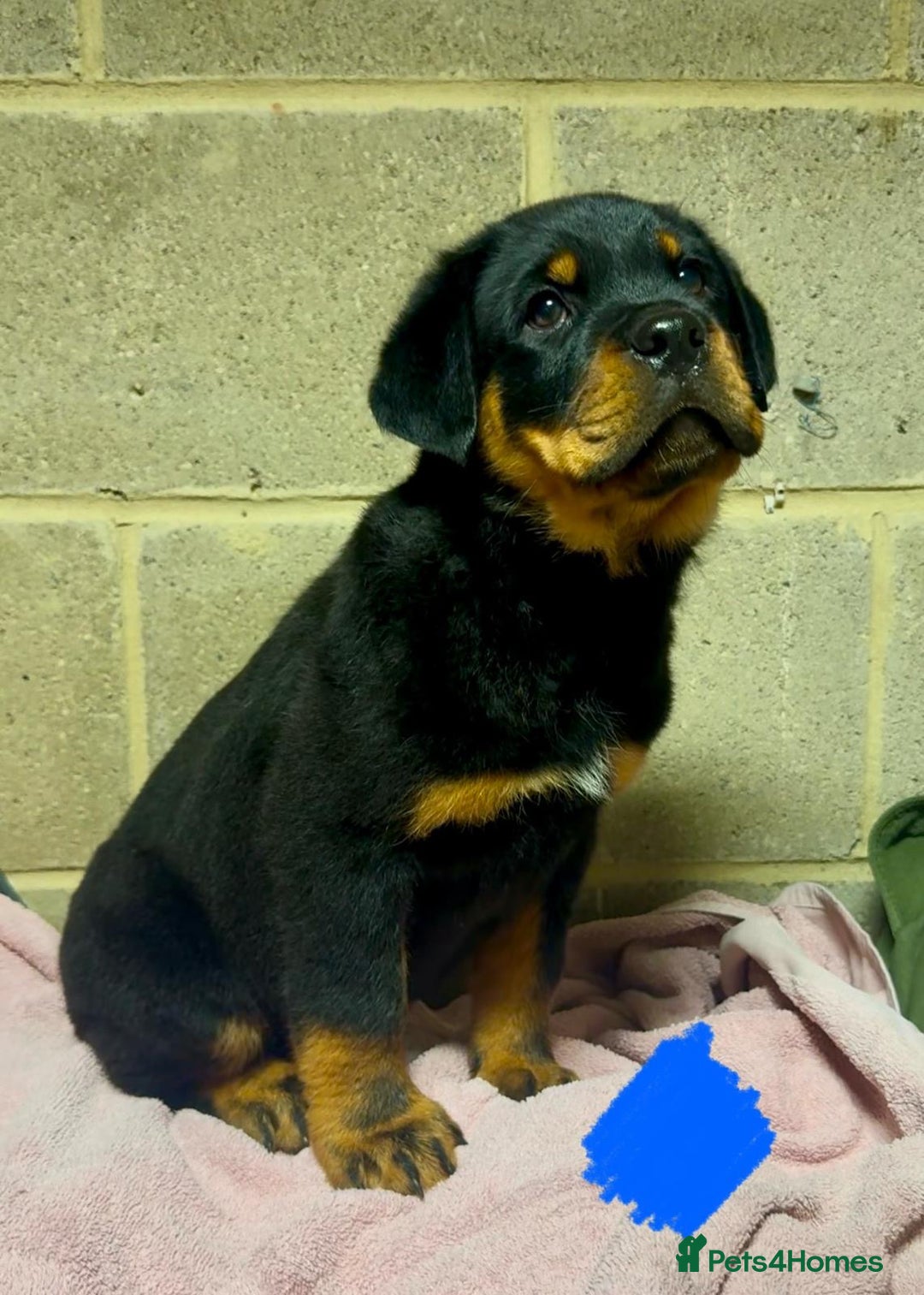 Rottweiler dogs for sale: 3 male Rottweiler pups ready to leave.  - Image 6