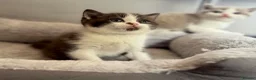 British Shorthair cats for sale: Chocolate bi boy BSH Kitten - Advert 2