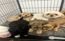 Shihpoo dogs for sale: gorgeous handsome litter  - Image 8