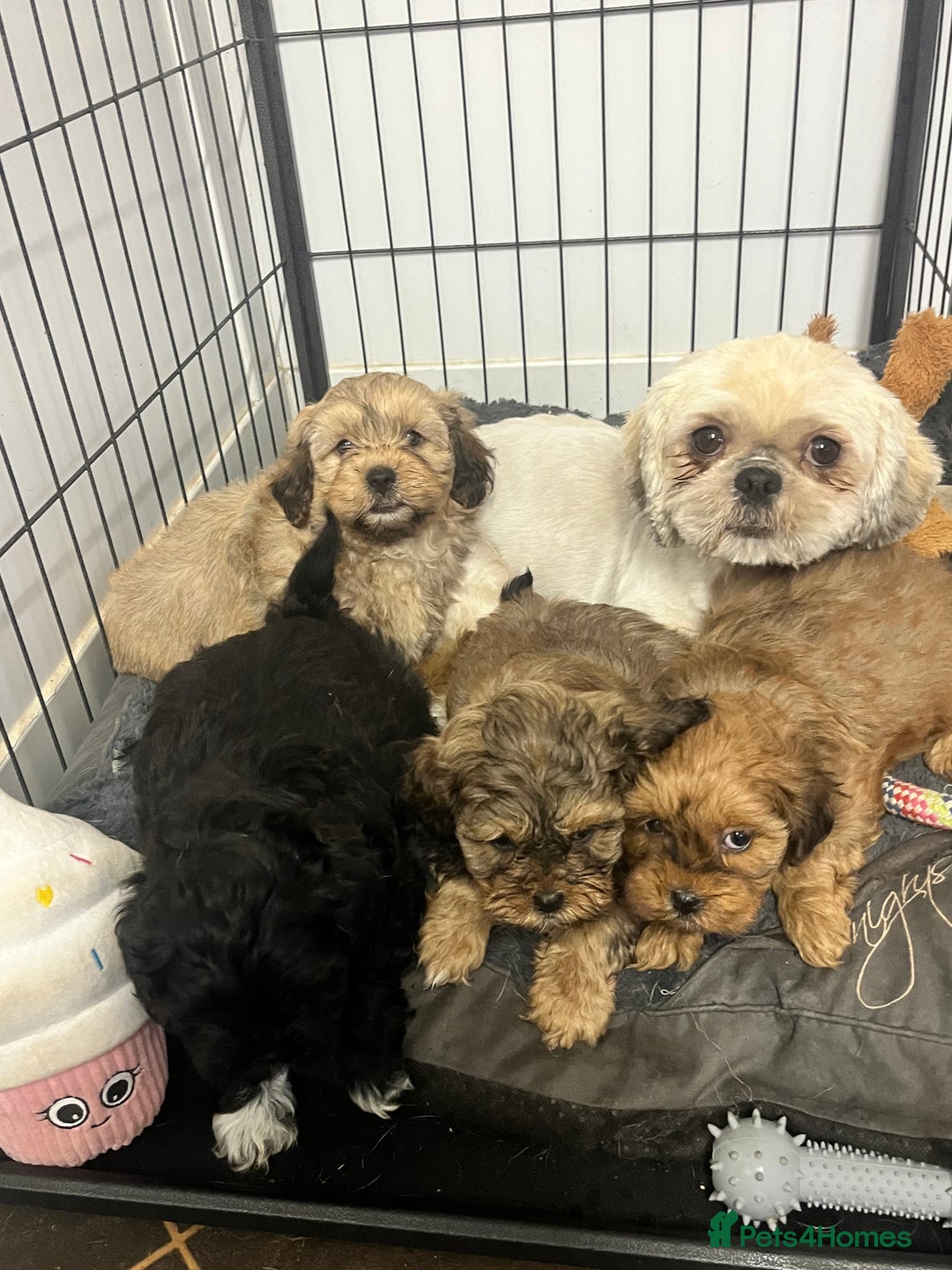 Shihpoo dogs for sale: gorgeous handsome litter  - Image 8