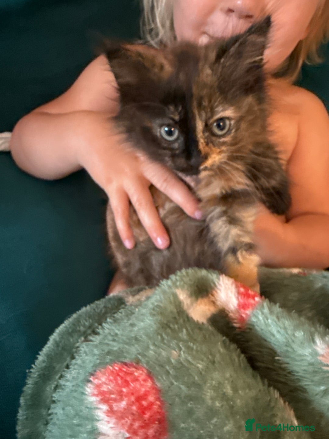 Mixed Breed cats for sale: Beautiful long haired kittens - Image 5