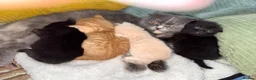 Scottish Fold cats for sale: Scottish fold and straight  in Bournemouth - Advert 4