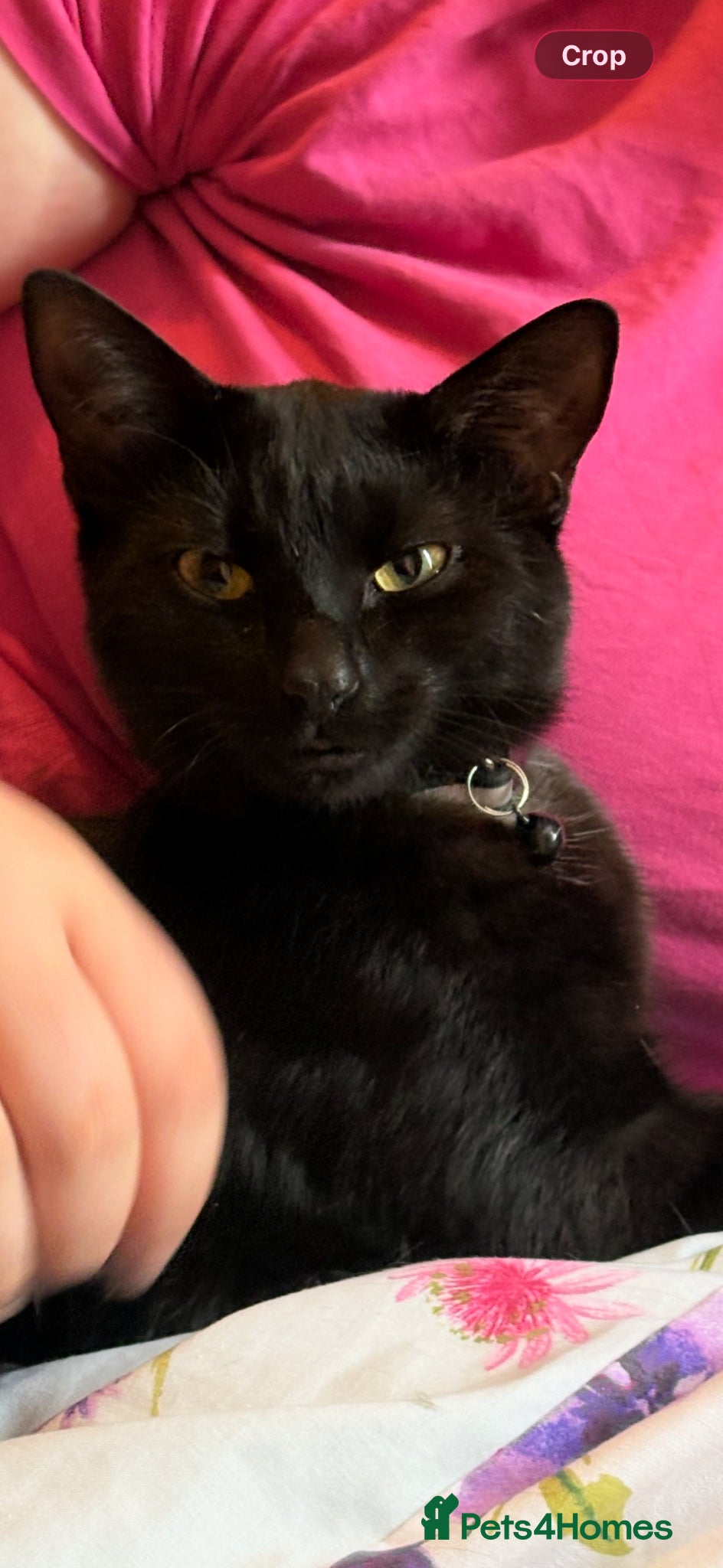 Mixed Breed cats Gracie, Female, 2 years  - Advert 15