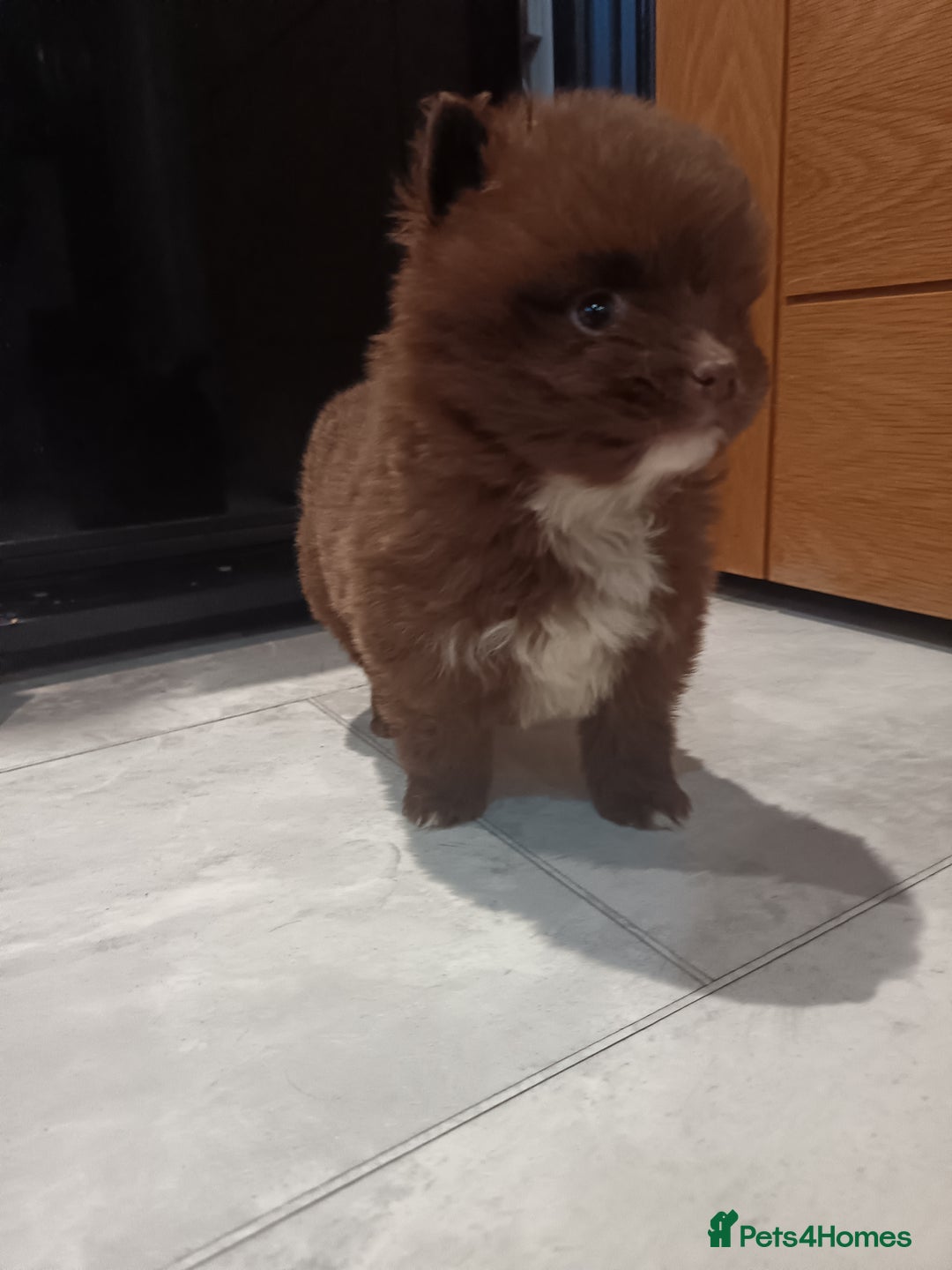 Pomsky dogs for sale: Amazing puppys - Advert 3