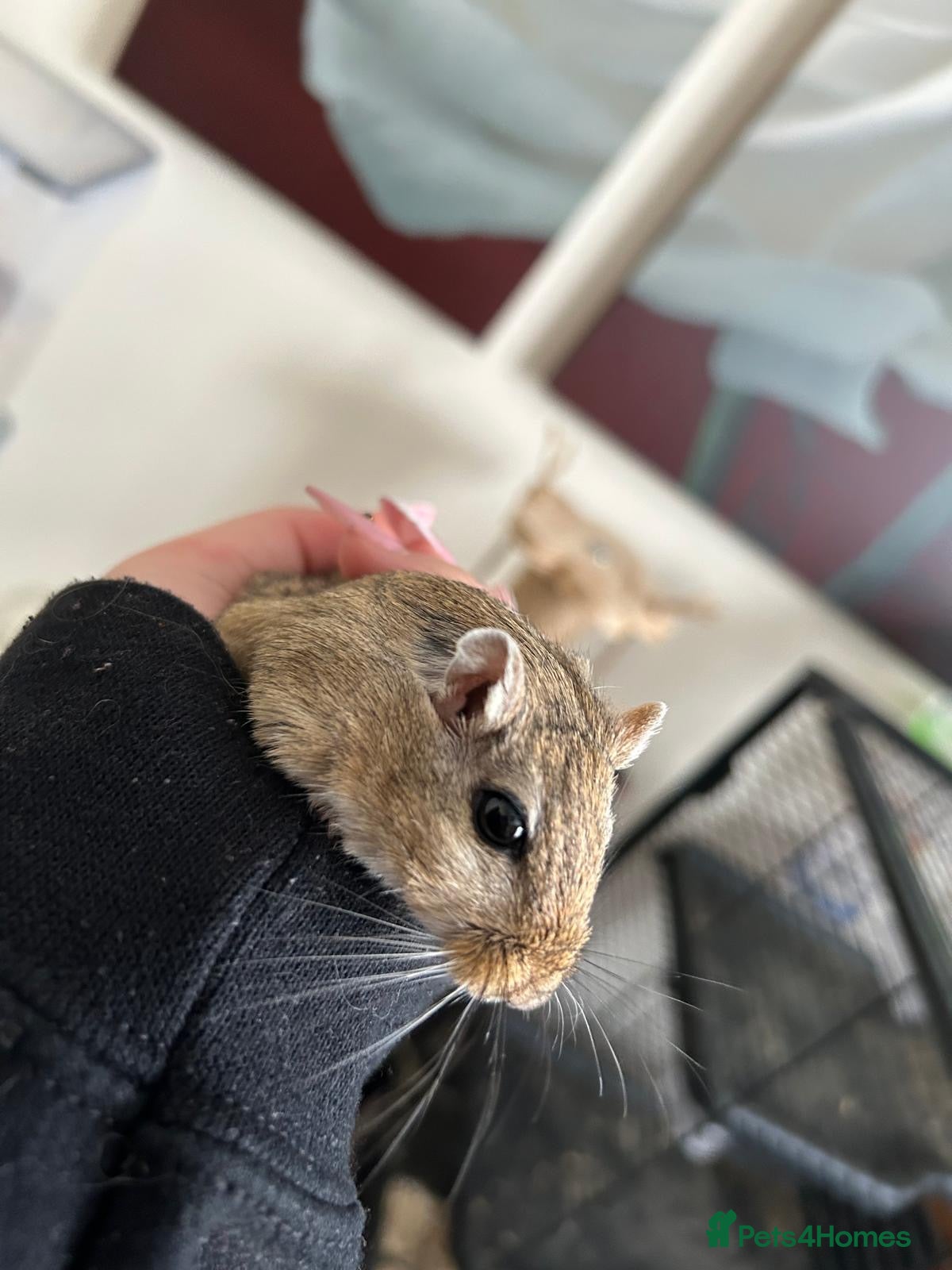 Gerbil rodents Two gerbils - Advert 2