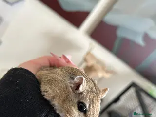 Gerbil rodents Two gerbils - Advert 2