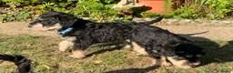 Schnoodle dogs for sale: Happy confident Schnoodle puppies  - Advert 38