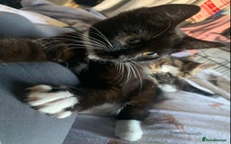 Mixed Breed cats for sale: Two gorgeous girls - Advert 5