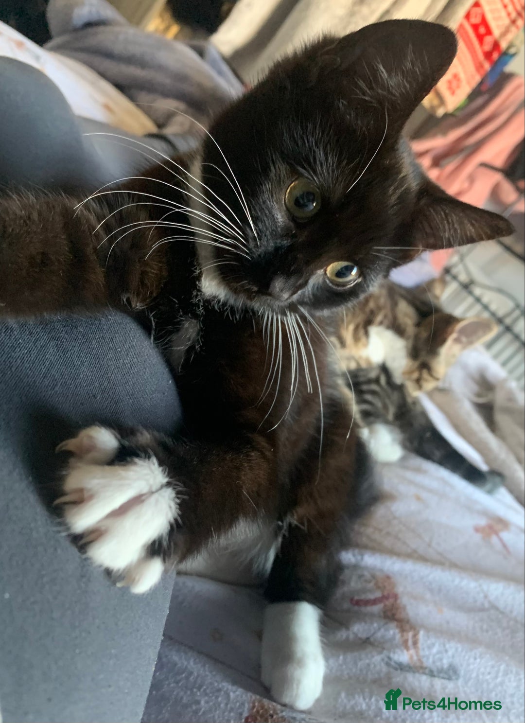 Mixed Breed cats for sale: Two gorgeous girls - Advert 5