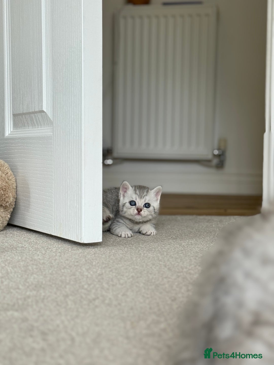 British Shorthair cats for sale: British Shorthair & Scottish Fold Kittens for Sale - Image 3