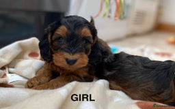 Cockapoo dogs for sale: 1 COCKAPOO BOY AVAILABLE! - Image 13